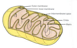 Aufbau eines

Mitochondriums